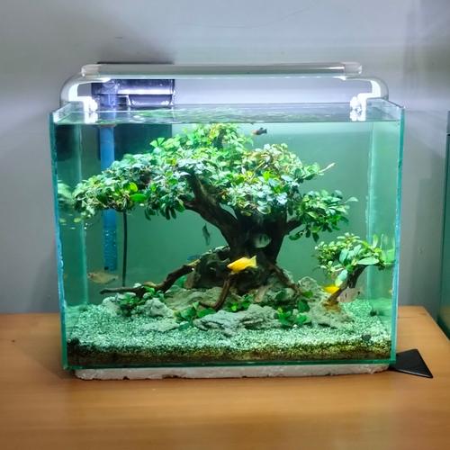 Jual bonsai aquascape full set tank 30 tema bonsai Kab. Pekalongan
