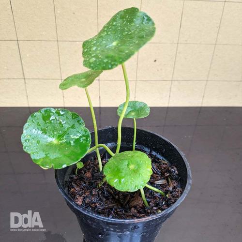 Gambar Hydrocotyle verticillata / pennywort - Paludarium Terrarium Vivarium dari Debu dan Angin Aquascape Kota Tangerang Selatan Tokopedia