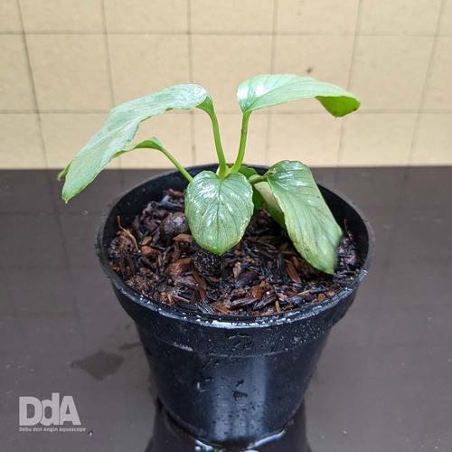 Gambar Homalomena Humilis "silver green" Paludarium Vivarium Terrarium dari Debu dan Angin Aquascape Kota Tangerang Selatan Tokopedia
