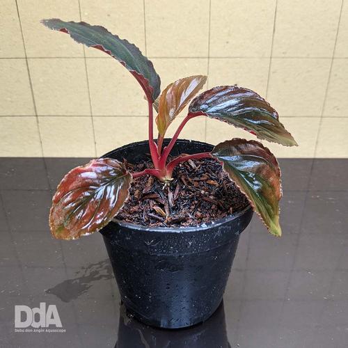 Gambar Homalomena Humilis "red velvet" Paludarium Terrarium Vivarium dari Debu dan Angin Aquascape Kota Tangerang Selatan Tokopedia