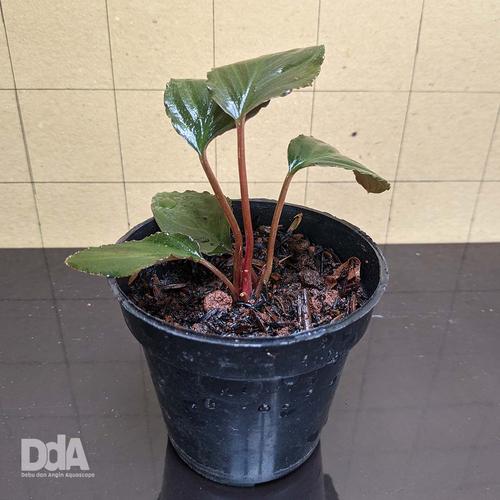 Gambar Homalomena Humilis "brown sugar" Paludarium Vivarium Terrarium dari Debu dan Angin Aquascape Kota Tangerang Selatan Tokopedia