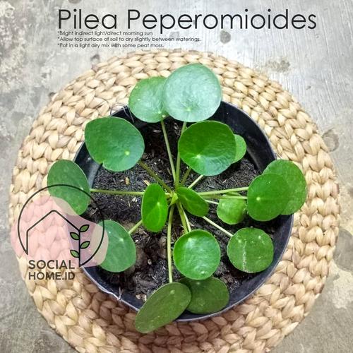 Gambar Tanaman Hias Pilea Peperomioides, Chinese Money Tree dari Socialhomeid Jakarta Utara Tokopedia