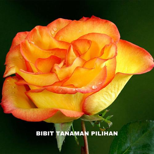 Jual BIBIT TANAMAN MAWAR LIDAH API BUNGA MAWAR LIDAH API HOLLAND ...