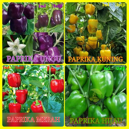Gambar benih bibit paprika/benih cabe paprika - Merah dari VJ berkah shop Kab. Bogor Tokopedia