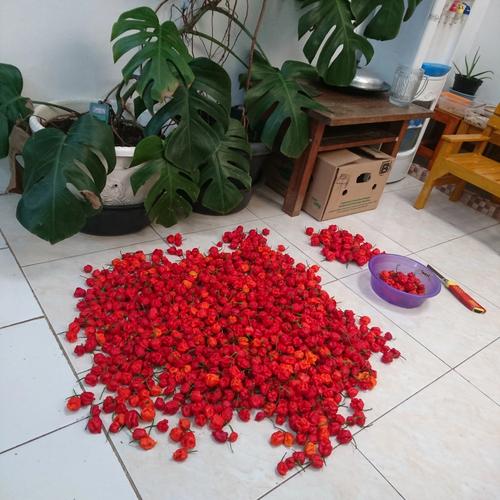 Foto Produk 3 Buah Carolina Reaper Cabai Terpedas di Dunia Guinness World Record - S dari Fakhrulwadad Cabai