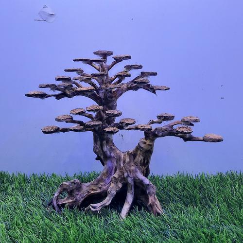Jual bonsai aquascape ok0w Kota Depok aquanatureart Tokopedia