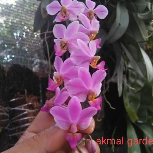 Gambar anggrek doritis dewasa dari akmal garden Kab. Banjarnegara Tokopedia