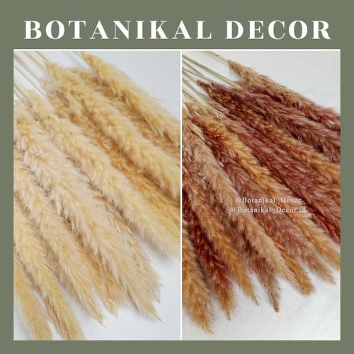 Foto Produk Dried Impor Pampas Grass Flower Bunga Tanaman Rumput Kering Asli Dekor - CREAM WHITE, SIZE L dari Botanikal_Decor.id