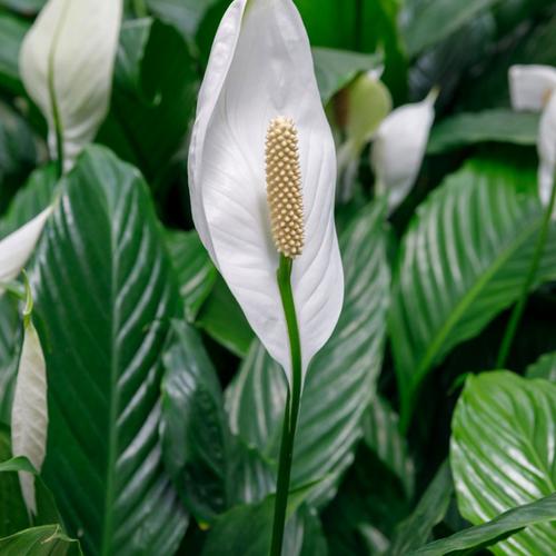 Foto Produk tanaman hias peace lily sepatu filum - HIJAU_BIASA dari TAMAN ARYA 19