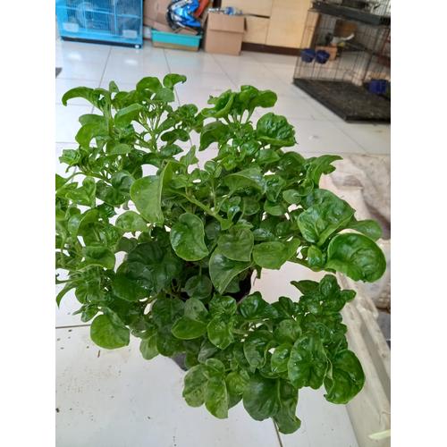 Jual Bibit Bayam Brazil Kota Cimahi Rundawa Teknik Tokopedia
