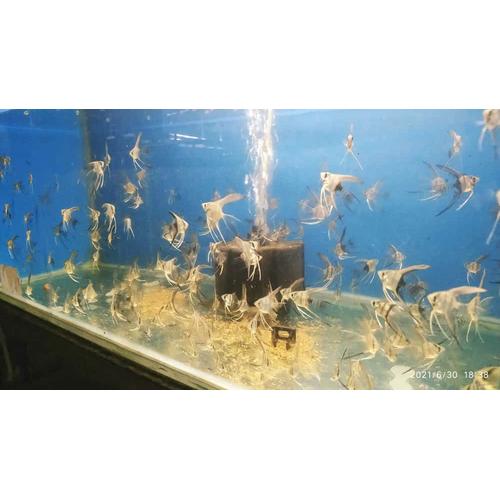 angelfish petsmart