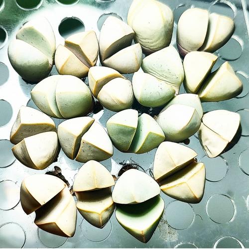 Foto Produk lapidaria margaretae sukulen jewel plant dari Biji Benih