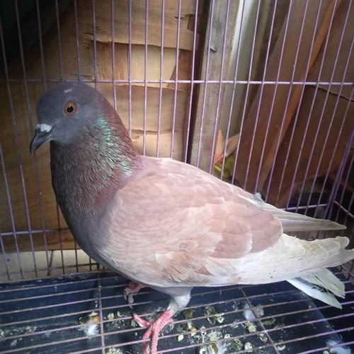 58 Gambar Burung Dara Gratis Terbaik