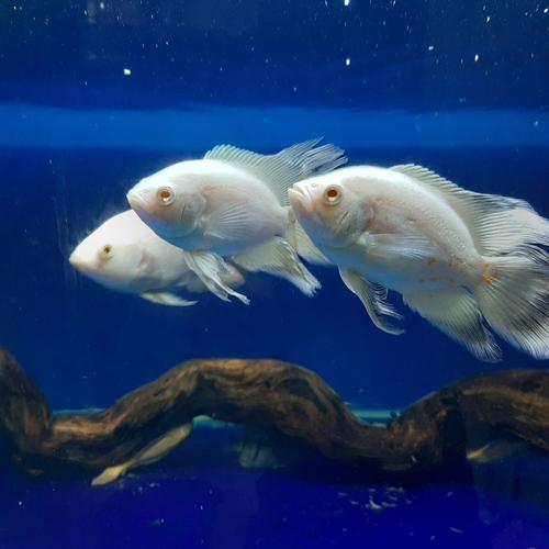 Foto Produk Hiasan Oscar Tiger Slayer Albino 3jari 11-12cm dari BRANDNEW STORE
