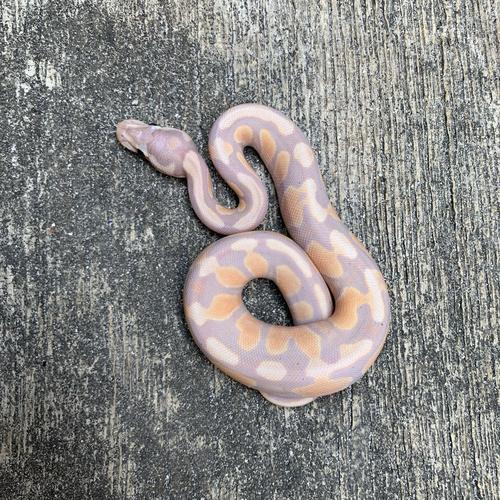 Jual ular ball python banana enchi - Jakarta Barat - Areareptile ...