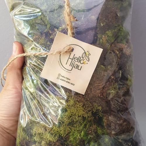 Gambar Lumut Hidup Media Tanam 500gr / Moss Fresh dari Hello Hijau Kota Bandung Tokopedia