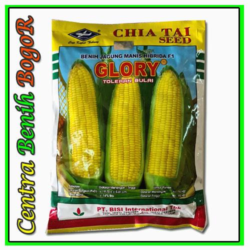 Jual BIBIT BENIH JAGUNG MANIS HIBRIDA GLORY F1 250GR - BIBIT