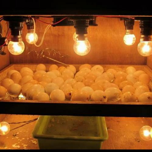 Foto Produk Chiyoda Dop Pijar 5W 5 Watt / Lampu Pijar Kuning Panas Lampu Ayam dari ElectricalMART ID