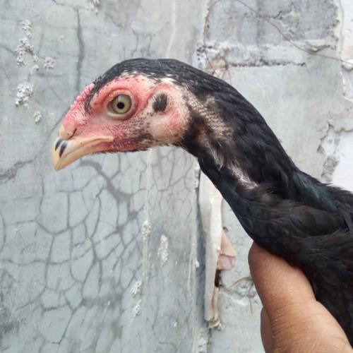 Gambar Anakan Ayam Paruh Bengkok Trah O Shamo Dengan Biang Bangkok Ekor Lidi dari Ayam Aduan Import Kota Semarang Tokopedia