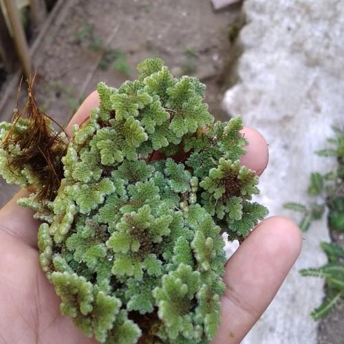 Azola Ralo Promo BIBIT AZOLLA 2KG BENIH AZOLA MRICROPYLA INDUKAN - 2kg saja - Kab ...