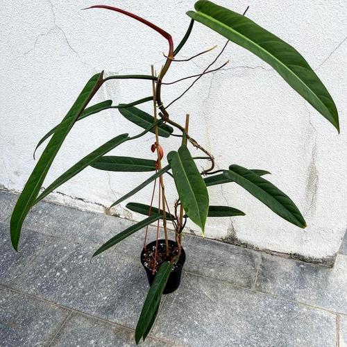 Jual Philodendron Bicolor Rare Plants Kab Bogor Plant Addict Tokopedia