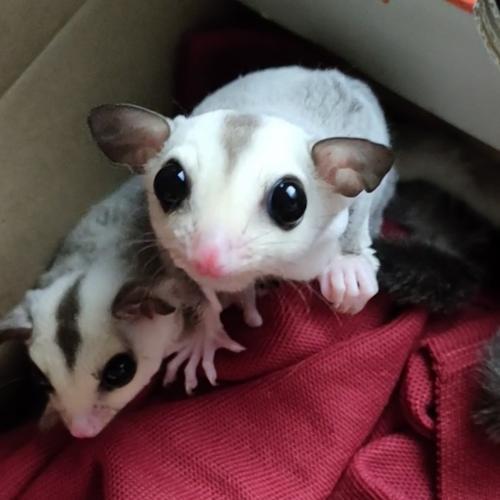 Jual sepasang joey sugar glider wf plat het leu platinum x leucistic