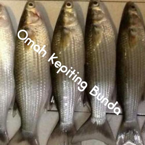 Jual Ikan Belanak Segar Kota Bekasi Omah Kepiting Bunda Tokopedia