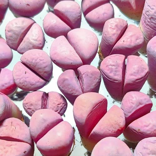 Foto Produk Lithops Hammeruby 1.5cm random pick dari Biji Benih
