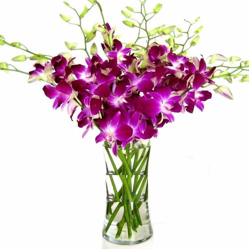 Gambar Fresh Cut Dendrobium Orchid / Bunga Anggrek Potong - Putih dari Rose by Agronas Jakarta Barat Tokopedia