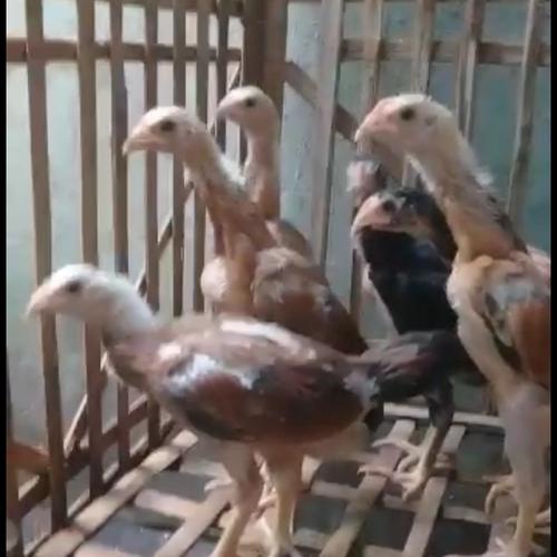 Gambar Anakan Ayam Super Trah import ShamoBrazil Ekor Lidi dari Ayam Aduan Import Kota Semarang Tokopedia