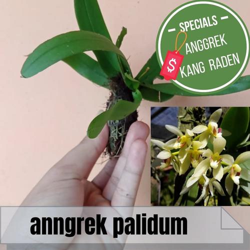 Gambar anggrek peteroceras palidum - anggrek mini wangi dari anggrekkangraden Kab. Pangandaran Tokopedia