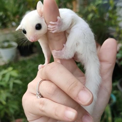 Jual sugar glider leucistic joey jantan male leu jinak platinum cg wf