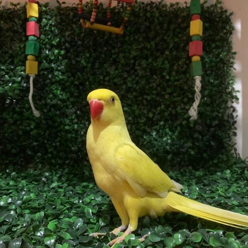 Jual indian ringneck lutino burung Jakarta Utara Timehparrot