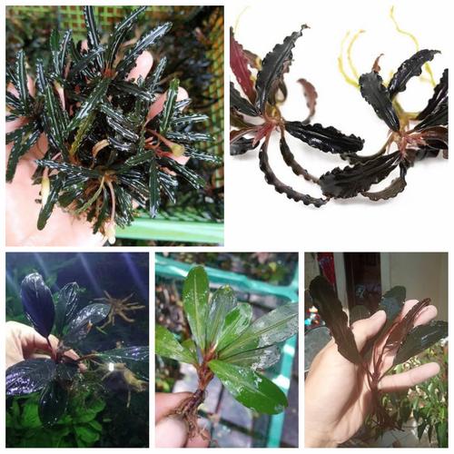 Bucephalandra sp.King rainbow purple