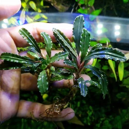 Bucephalandra sp. Demos 3rd How to grow Bucephalandra - The 2Hr