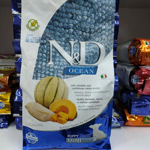 nd pumpkin puppy mini