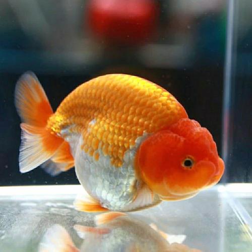 Jual Ikan Mas Koki Ranchu Ukuran 5 8cm Kota Depok Lutfyyy Shop Tokopedia