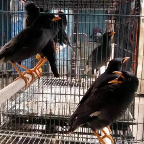 Jual Burung Jalak Kebo Bahan Sehat Siap Latih Kicau dan Ngomong - Kota Bekasi - GICSTORE | Tokopedia