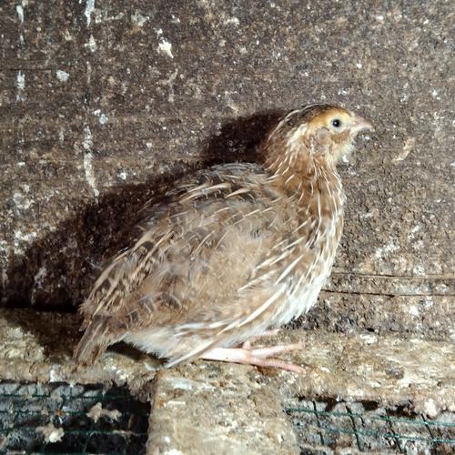 Jual Burung Puyuh Betina 40hri Jakarta Selatan Makanan Kacak Kicik Tokopedia