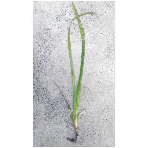 Jual Tanaman Air/Aquascape/KolamVallisneria Natans/eelgrass/tape grass