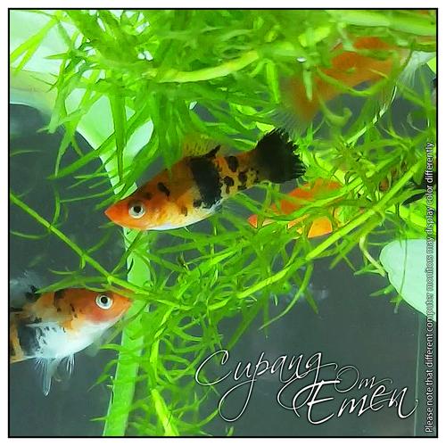 Gambar Ikan Hias Aquascape Platy Platis Molly Merah Loreng Hitam MURAH BANGET dari GERARD-TOYS Kota Bekasi Tokopedia