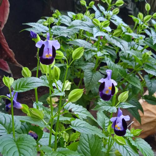 Gambar bunga torenia dari Angphotorion Kab. Jember Tokopedia