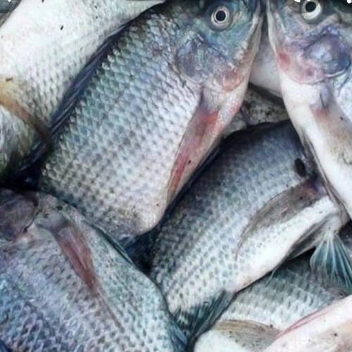 Jual Ikan Mujair Hidup 1Kg - Kota Bekasi - Toko Doloksaribu Freshpork |  Tokopedia