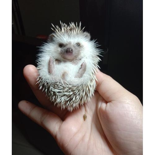 pet stores that sell animals near me