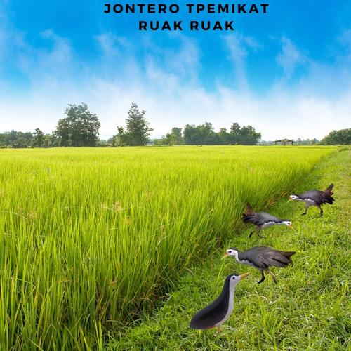 710 Gambar Patung Burung Ayam Ayaman Terbaik