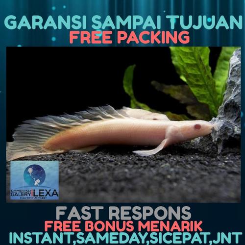 Gambar ikan palmas albino dari Galery_LeXa Jakarta Barat Tokopedia