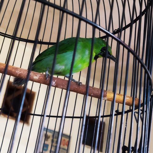 66 Gambar Burung Ijo Mini HD Terbaik