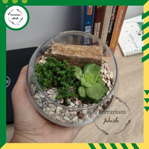 Jual Terrarium Kit Small Terrarium Jakarta Kado Tanaman Gift
