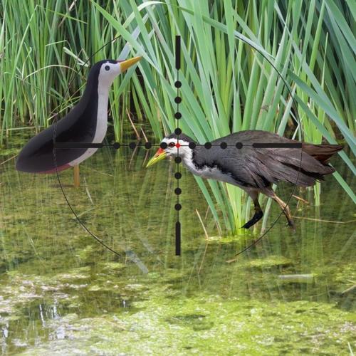 980+ Gambar Burung Ayam Ayaman Terbaik