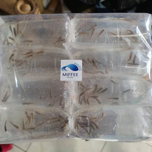 Gambar Paket 5000e Garrarufa 2-3cm | Include Delivery Tasik by Doctorfish.ID dari Doctor Fish ID Official (Miffee Fish Spa) Kota Cimahi Tokopedia